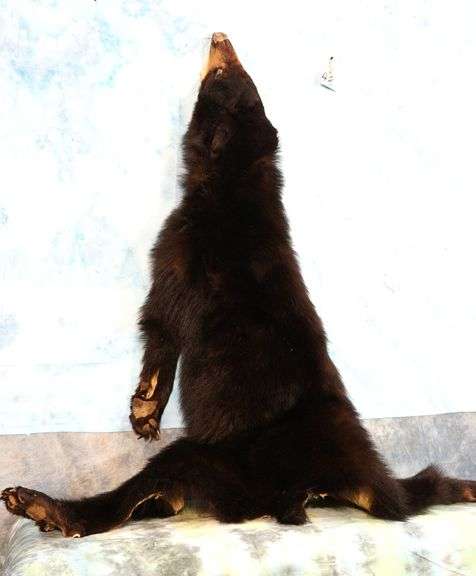 Complete Tanned Black Bear Skin Taxidermy