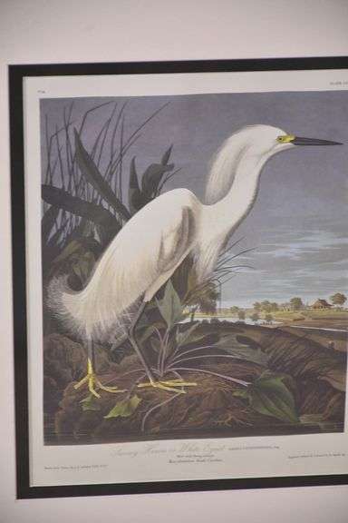 Framed "Snowy Heron or White Egret" by John J. Audubon; 1054-1398