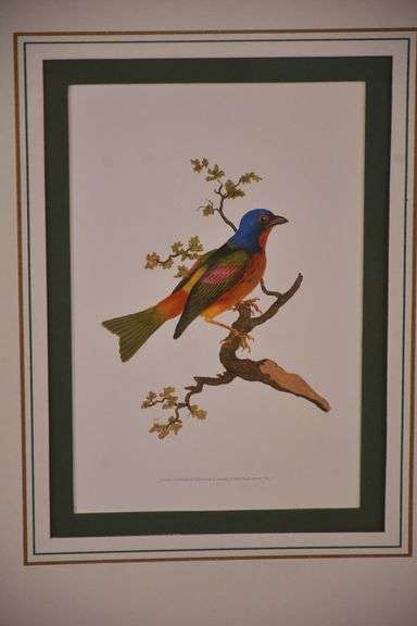 Framed group of 4 bird prints by E. Donovan; 18303-010