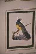 Framed group of 4 bird prints by E. Donovan; 18303-010
