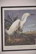 Framed "Snowy Heron or White Egret" by John J. Audubon; 1054-1398
