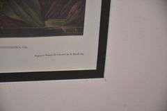 Framed "Snowy Heron or White Egret" by John J. Audubon; 1054-1398