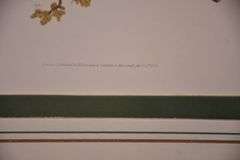 Framed group of 4 bird prints by E. Donovan; 18303-010