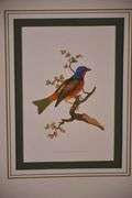 Framed group of 4 bird prints by E. Donovan; 18303-010