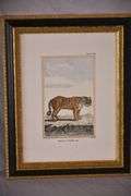 Pair of small framed engravings "Royal Tiger" & "Zebra"; 18303-012