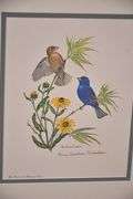 Signed framed print "Blue Grosbeak with Black-eyed Susan" by Anne Worsham Richardson; 18092-026