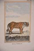 Pair of small framed engravings "Royal Tiger" & "Zebra"; 18303-012