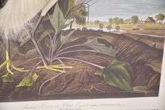 Framed "Snowy Heron or White Egret" by John J. Audubon; 1054-1398