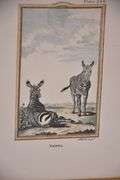 Pair of small framed engravings "Royal Tiger" & "Zebra"; 18303-012