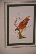 Framed group of 4 bird prints by E. Donovan; 18303-010