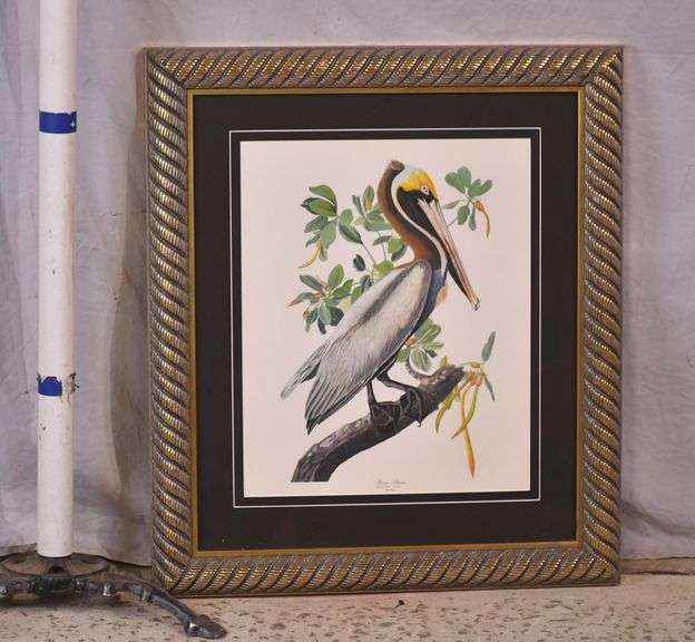 Framed print "Brown Pelican" by John J. Audubon; 3431-035