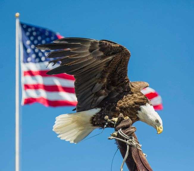 Freedom Legacy Auction 