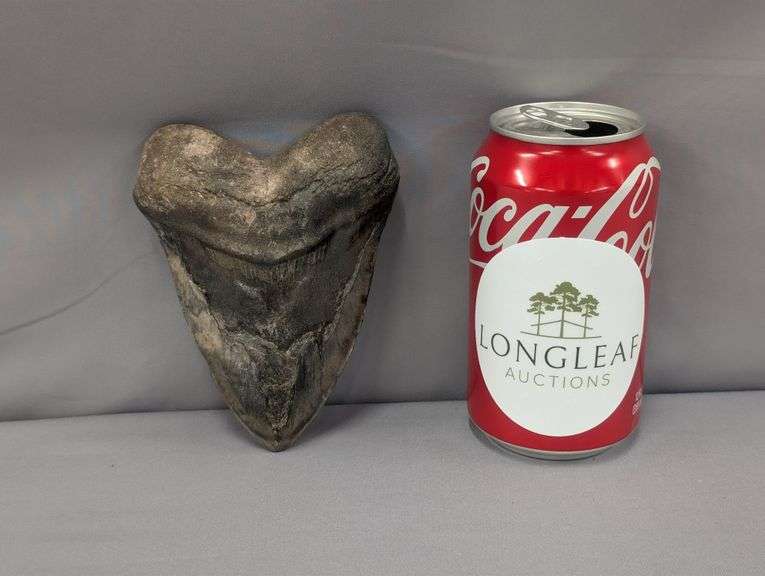 Collector's Showcase - Statesboro, GA