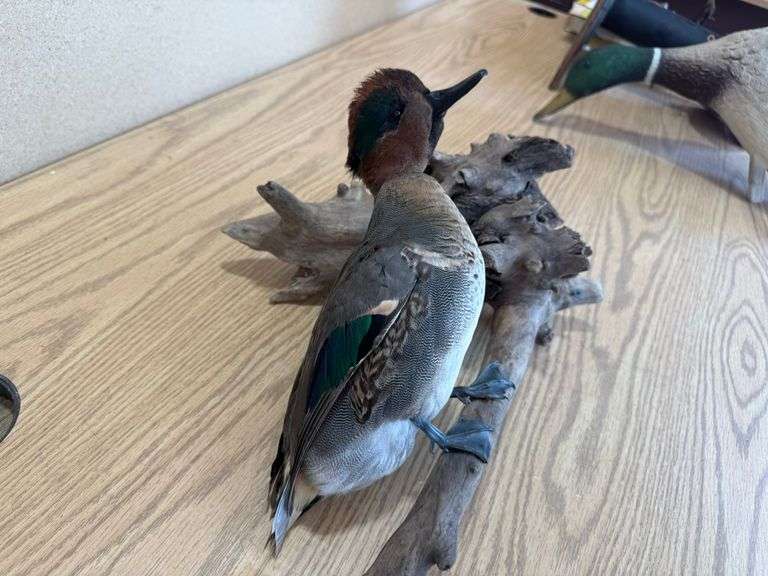 Green Wing Teal Duck Mount