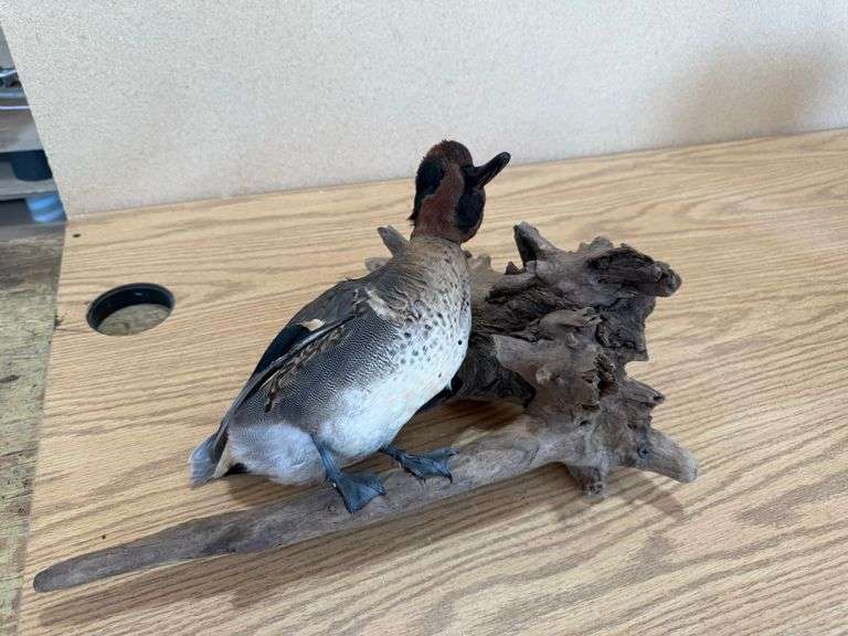 Green Wing Teal Duck Mount