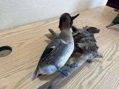 Green Wing Teal Duck Mount