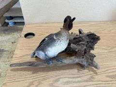 Green Wing Teal Duck Mount