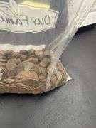 8+ Pound Bag of Wheat Pennies