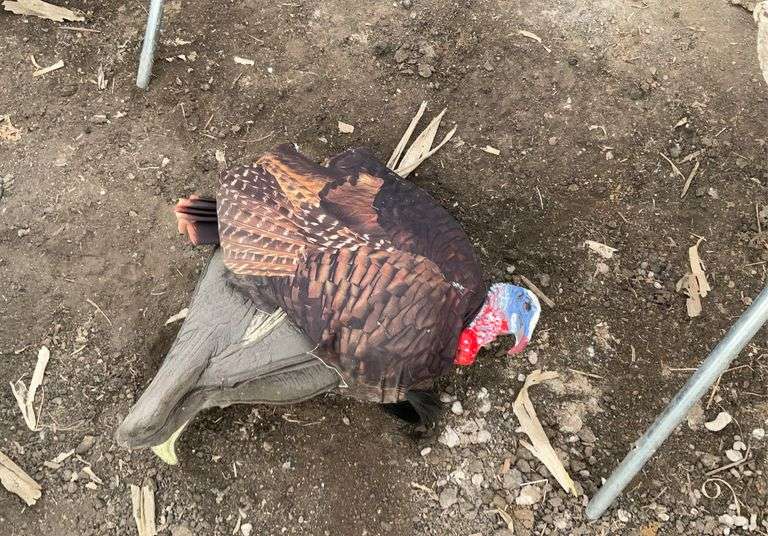 Shooting target stand with targets, turkey decoys
