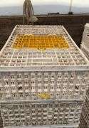 (6) chicken crates