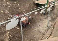 Shooting target stand with targets, turkey decoys