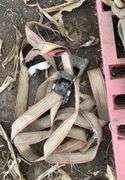 Chain binders, ratchet straps