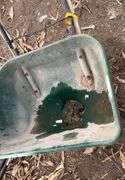 Ace green turf handled fertilizer spreader