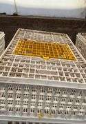 (6) chicken crates
