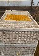 (6) chicken crates