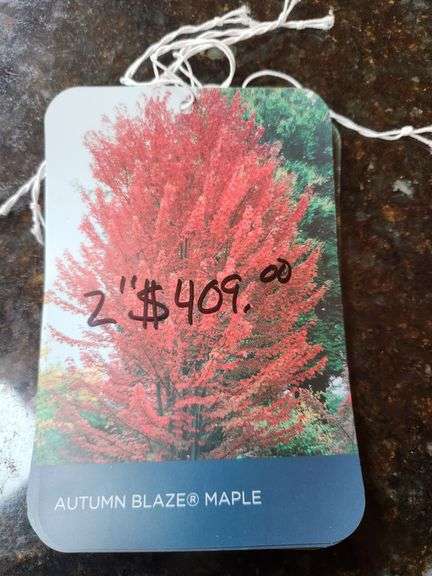 Autumn Blaze Maple Tree, 2" Diameter in 25 Gallon 