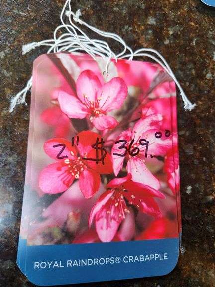 Royal Raindrop Crabapple Tree, 2" Diameter in 25 G
