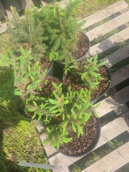 (6) Blue Spruce Pine Trees, One Gallon Pots, Selli