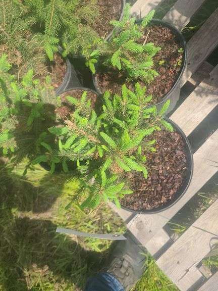 (6) Blue Spruce Pine Trees, One Gallon Pots, Selli