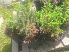 (6) Blue Spruce Pine Trees, One Gallon Pots, Selli