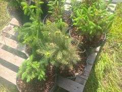 (6) Blue Spruce Pine Trees, One Gallon Pots, Selli