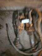 (2) Moline Hydraulic Cylinders