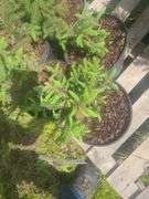 (6) Blue Spruce Pine Trees, One Gallon Pots, Selli