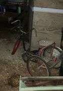 Adult 3-wheeled bicycle