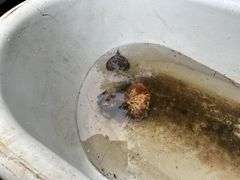 Cast Iron Claw Foot Tub, Some Damage