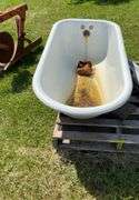 Old Four Legged Metal Tub