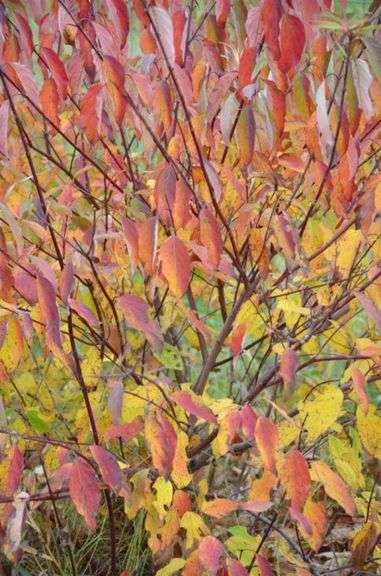 (10) Silky dogwood trees, bare root trees, Selling 10x $, part of larger qu