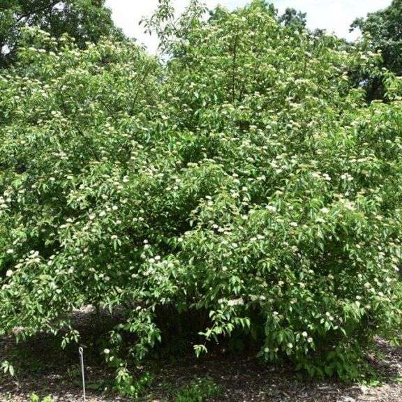 (10) Silky dogwood trees, bare root trees, Selling 10x $, part of larger qu