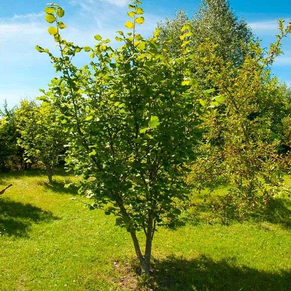 (10) Hazelnut trees, bare root trees, Selling 10x $, part of larger quantit