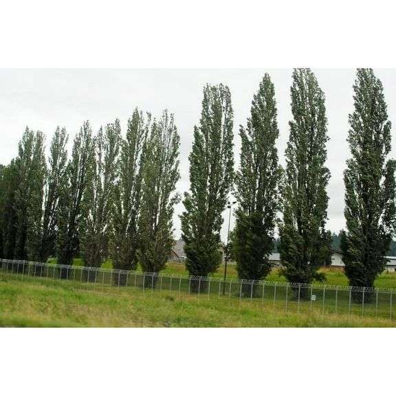 (10) Lombardi poplar trees, bare root trees, Selling 10x $, part of larger