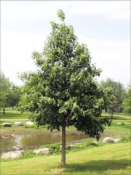 (10) Swamp white oak trees, bare root trees, Selling 10 x $, part of larger