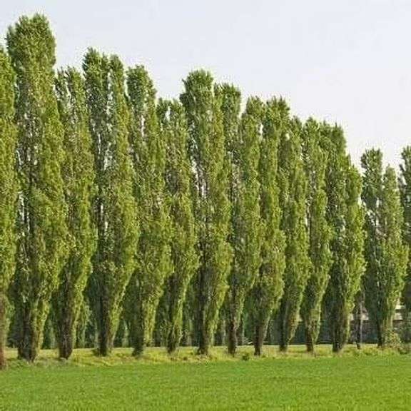 (10) Lombardi poplar trees, bare root trees, Selling 10x $, part of larger