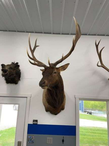 12 Point Elk Mount