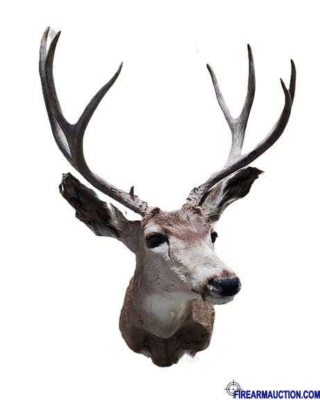 Vintage Deer Shoulder Mount