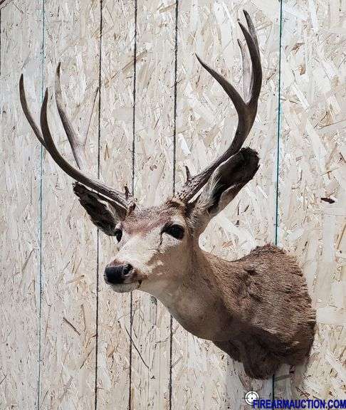 Vintage Deer Shoulder Mount