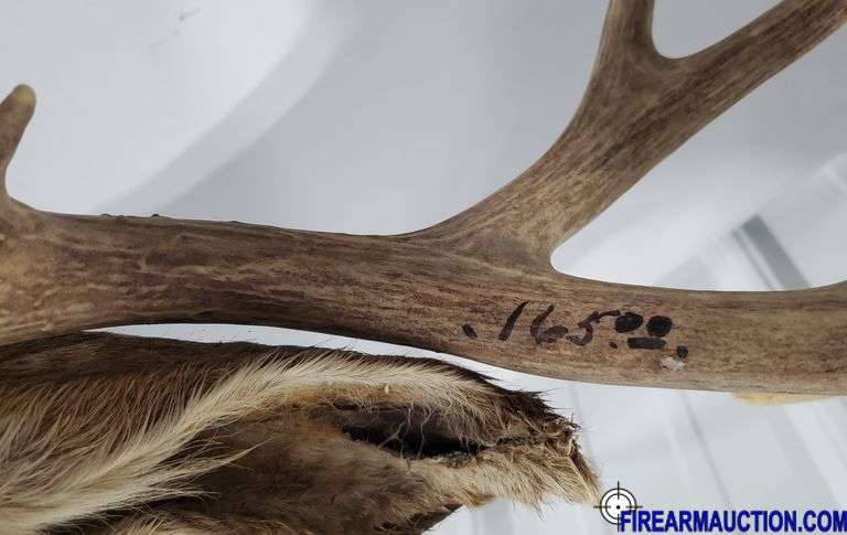 Vintage Deer Shoulder Mount